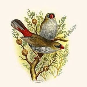 Australian Fire Tailed Finch by Frederick William Frohawk - Art Print