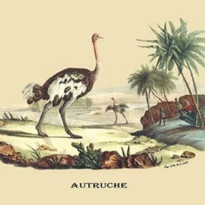 Autruche (Ostrich) by E. F. Noel - Art Print