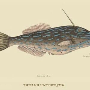 Bahama Unicorn Fish by Mark Catesby #2 - Art Print