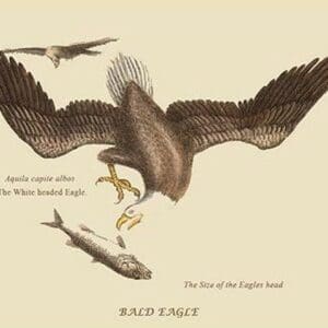 Bald Eagle by Mark Catesby #2 - Art Print