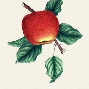Baldwin Apple - Art Print