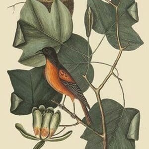 Baltimore Oriole by Mark Catesby #2 - Art Print
