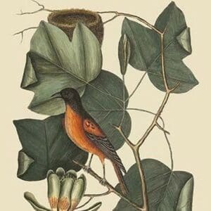Baltimore Oriole by Mark Catesby - Art Print