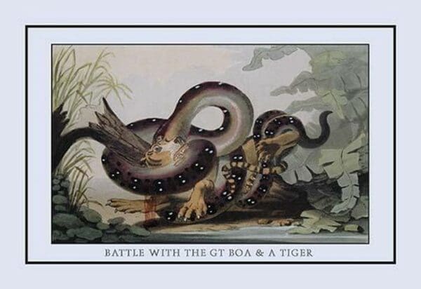Battle Between the Great Boa and a Tiger by J.H. Clark - Art Print