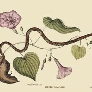 Bead Snake by Mark Catesby #2 - Art Print