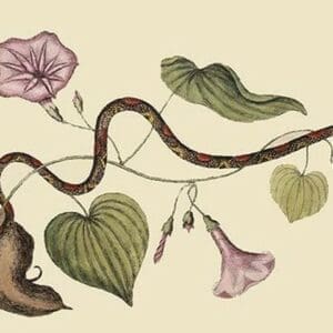 Bead Snake by Mark Catesby - Art Print