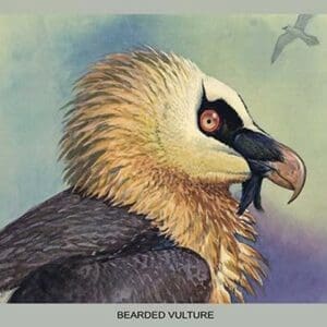Bearded Vulture by Louis Agassiz Fuertes - Art Print