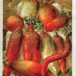 Betteraves Fourragers - Tuber Vegetables by Philippe-Victoire Lev que de Vilmorin - Art Print