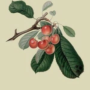 Bigarreau Cherry by William Hooker #2 - Art Print