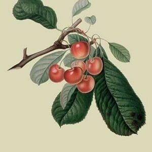 Bigarreau Cherry by William Hooker - Art Print