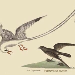 Bird of the Tropics by Mark Catesby #2 - Art Print