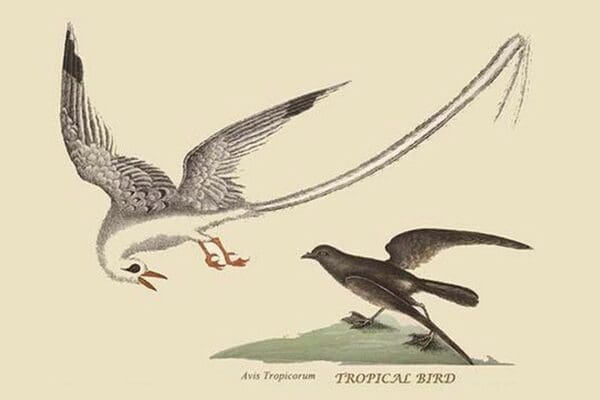 Bird of the Tropics by Mark Catesby #2 - Art Print