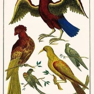 Birds & Swallow by Albertus Seba - Art Print