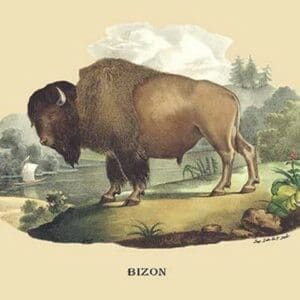 Bizon (Bison) by E. F. Noel - Art Print