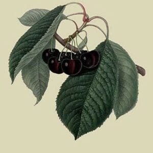 Black Circassian Cherry by William Hooker #2 - Art Print
