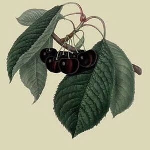 Black Circassian Cherry by William Hooker - Art Print