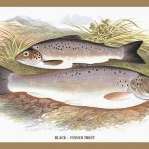 Black-Finned Trout by A.F. Lydon - Art Print