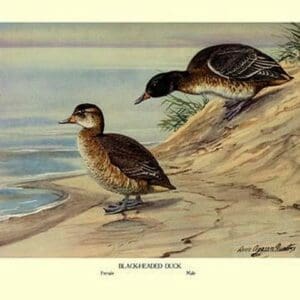 Black-Headed Duck by Louis Agassil Fuertes - Art Print