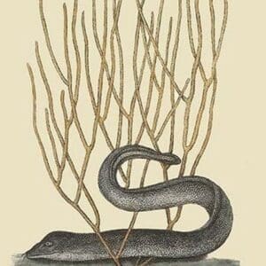 Black Moray Eel by Mark Catesby #2 - Art Print