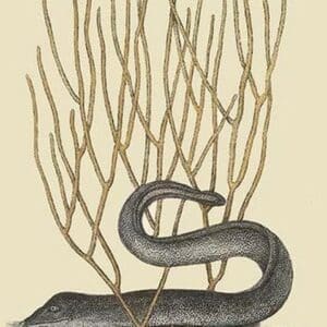 Black Moray Eel by Mark Catesby - Art Print