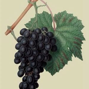 Black Prince Grape by William Hooker #2 - Art Print