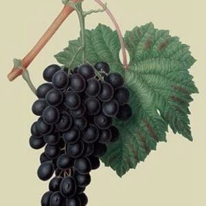 Black Prince Grape by William Hooker - Art Print