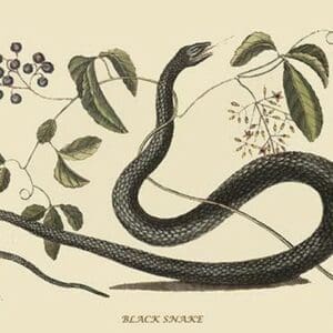 Black Snake by Mark Catesby #2 - Art Print