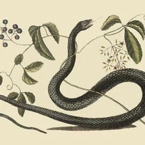 Black Snake by Mark Catesby - Art Print