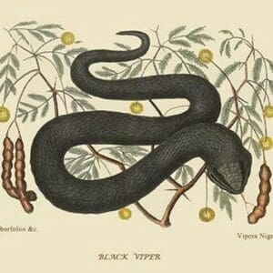 Black Viper by Mark Catesby #2 - Art Print