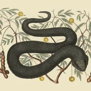 Black Viper by Mark Catesby - Art Print