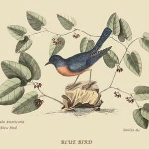 Blue Bird by Mark Catesby #2 - Art Print