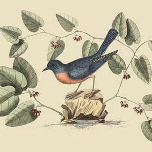 Blue Bird by Mark Catesby - Art Print