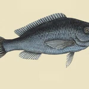 Blue Fish by Mark Catesby - Art Print