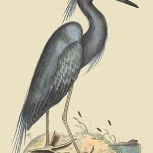 Blue Heron by Mark Catesby - Art Print