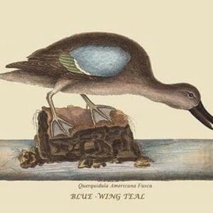 Blue Winged Teal by Mark Catesby #2 - Art Print