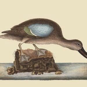 Blue Winged Teal by Mark Catesby - Art Print