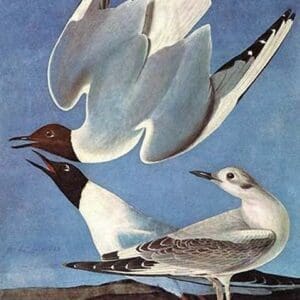 Bonapartes Gull by John James Audubon - Art Print