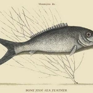 Bone Fish - Sea Feather by Mark Catesby #2 - Art Print