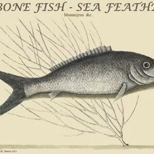 Bone Fish - Sea Feather by Mark Catesby - Art Print