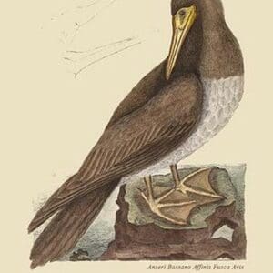 Booby by Mark Catesby #2 - Art Print