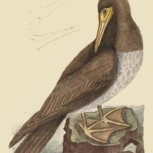 Booby by Mark Catesby - Art Print