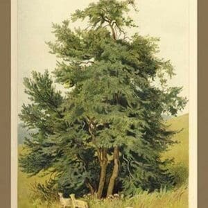 Box Tree by W.H.J. Boot - Art Print
