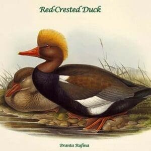 Branta Rufina - Red-Crested Duck by John Gould - Art Print