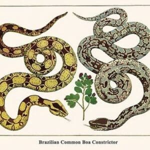 Brazilian Common Boa Constrictor by Albertus Seba - Art Print
