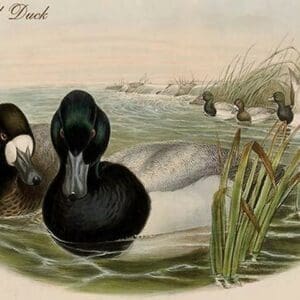 Broadbill Duck by John Gould - Art Print
