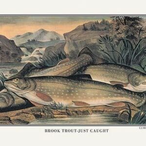 Brook Trout: Just Caught - Art Print
