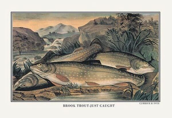 Brook Trout: Just Caught - Art Print