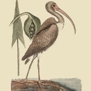 Brown Curlew by Mark Catesby #2 - Art Print
