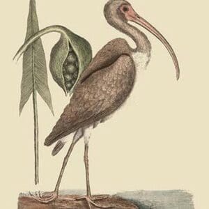 Brown Curlew by Mark Catesby - Art Print