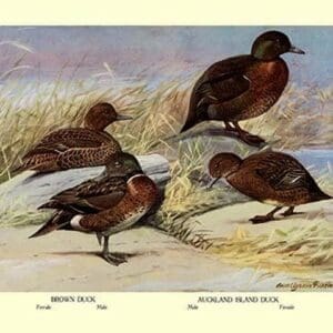 Brown and Auckland Ducks by Louis Agassil Fuertes - Art Print